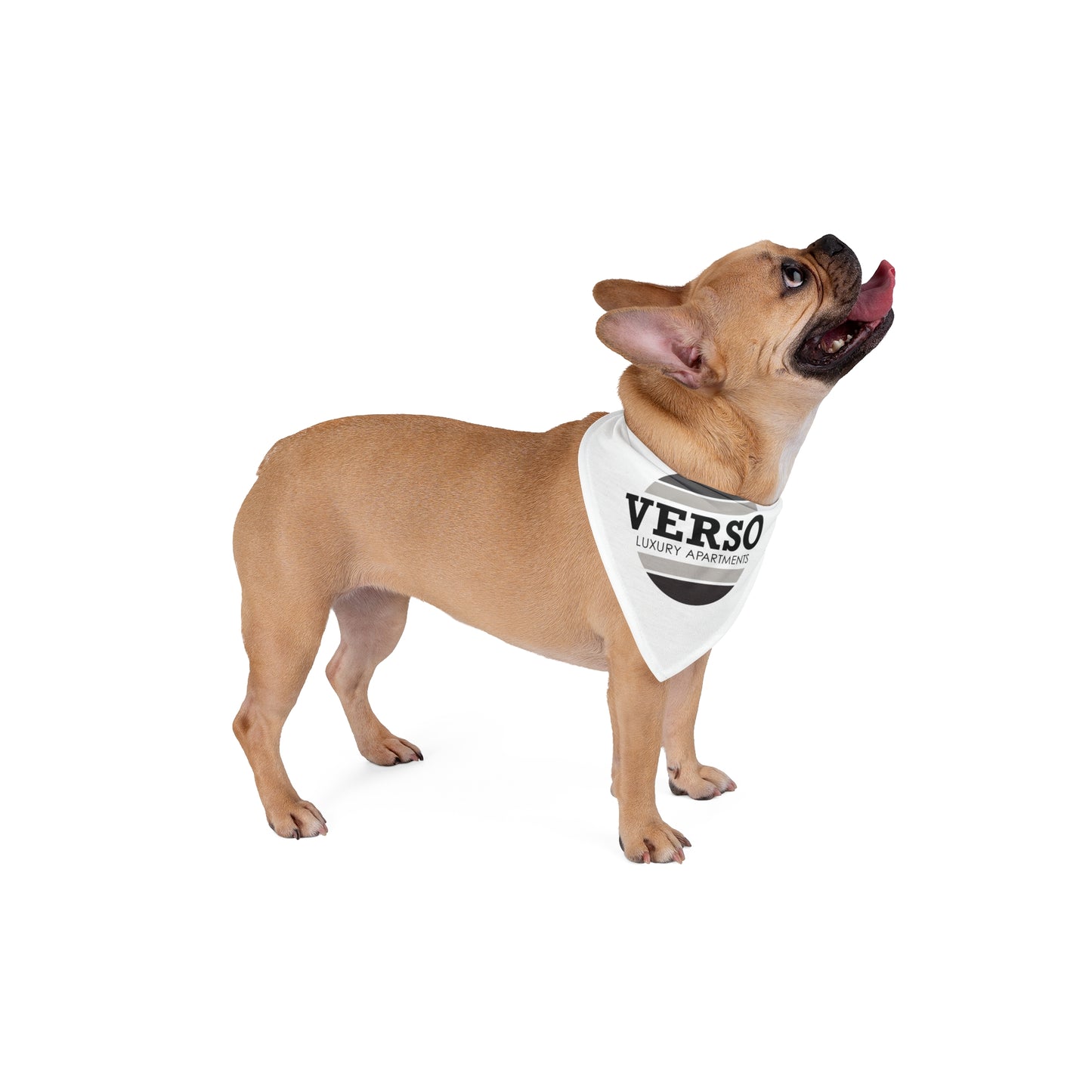 Pet Bandana - Verso